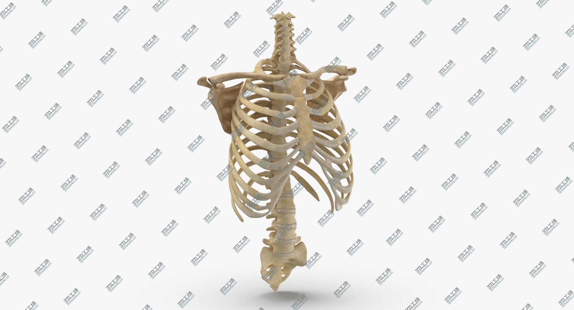 images/goods_img/202104091/Real Human Rib Cage Spine Calvicle and Scapula Bones Anatomy With Disks 011 3D model/5.jpg